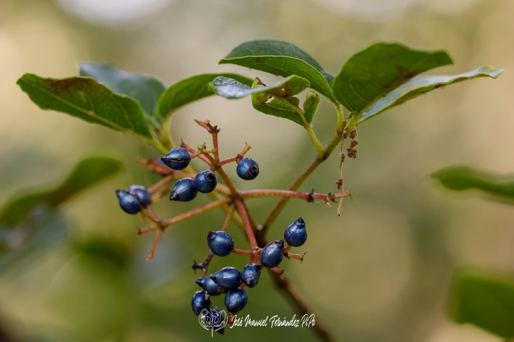 PiPo_732235-Erl