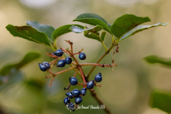 PiPo_732235-Erl