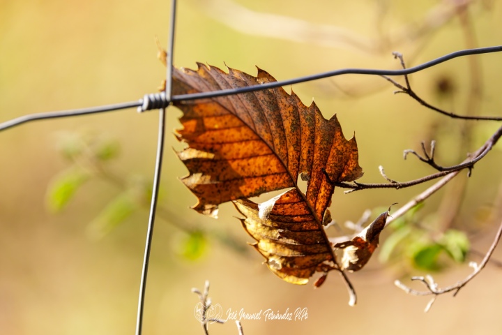 PiPo_732241-Erl