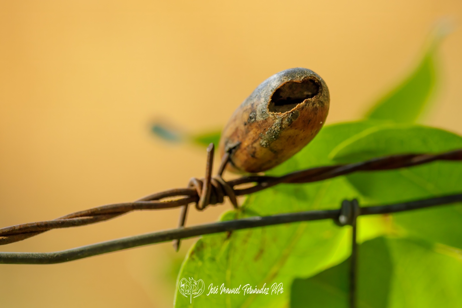 PiPo_732244-Erl