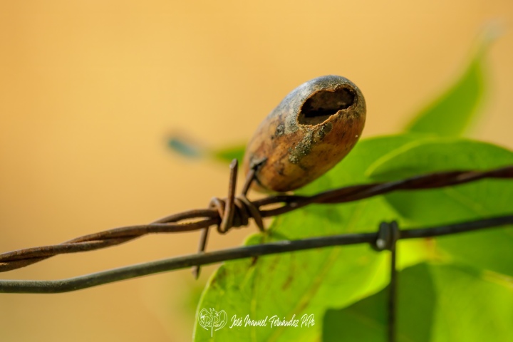 PiPo_732244-Erl