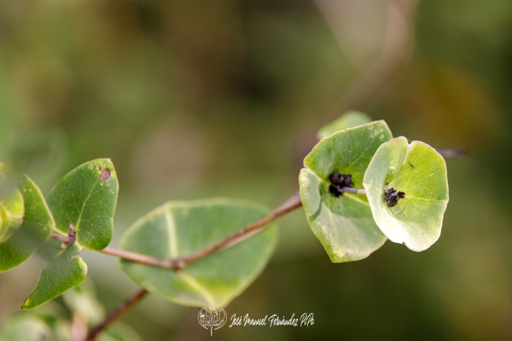 PiPo_732251-Erl