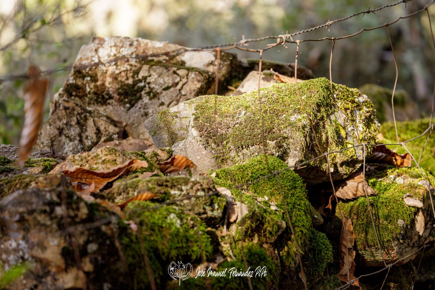 PiPo_732253-Erl
