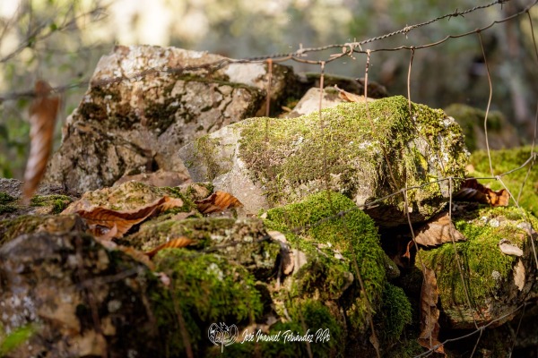 PiPo_732253-Erl