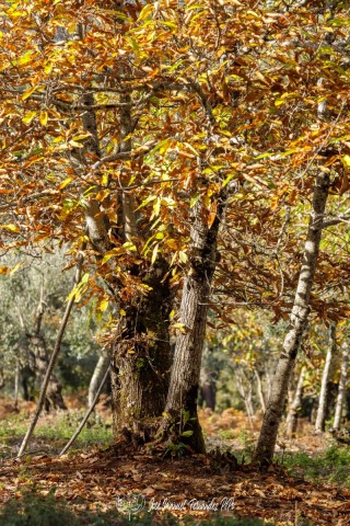 PiPo_732257-Erl