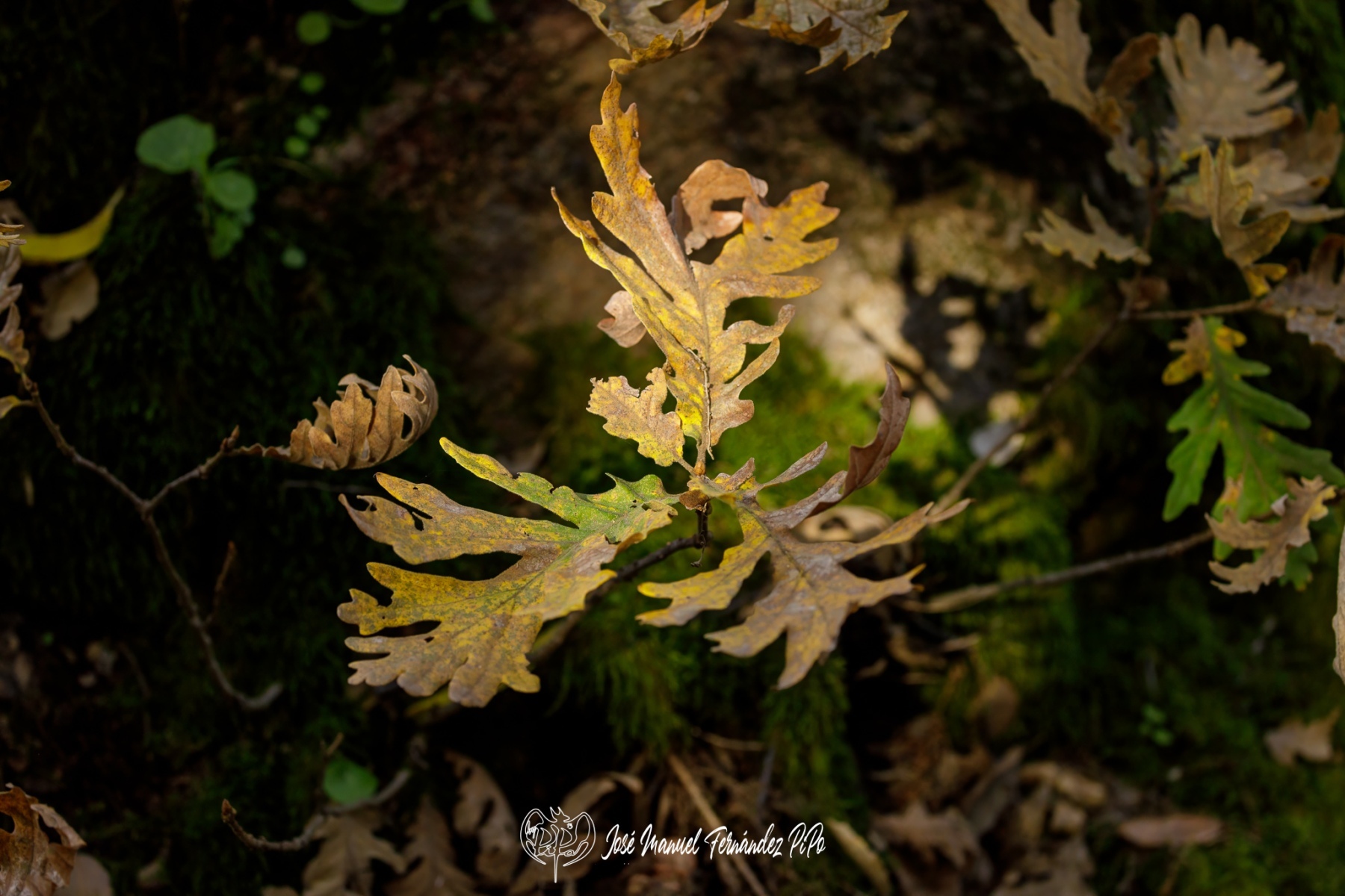 PiPo_732259-Erl