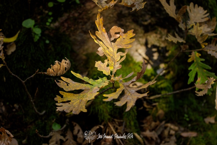 PiPo_732259-Erl