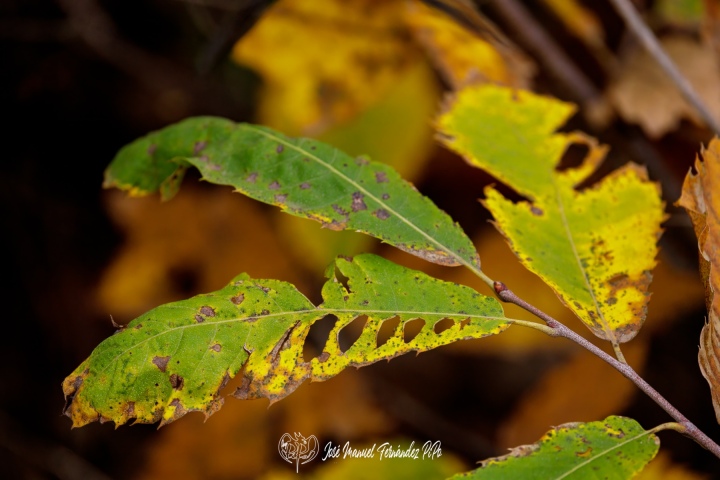 PiPo_732269-Erl