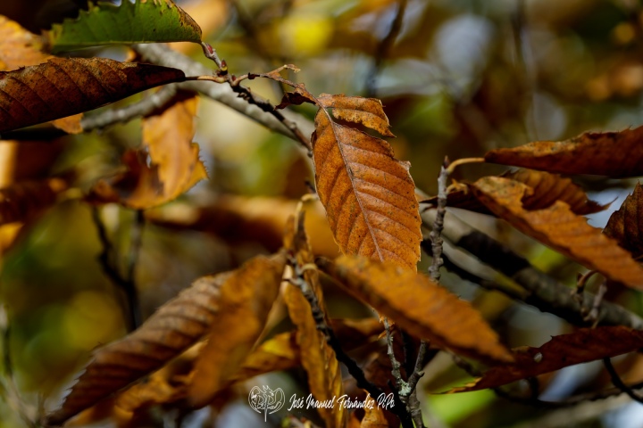 PiPo_732274-Erl