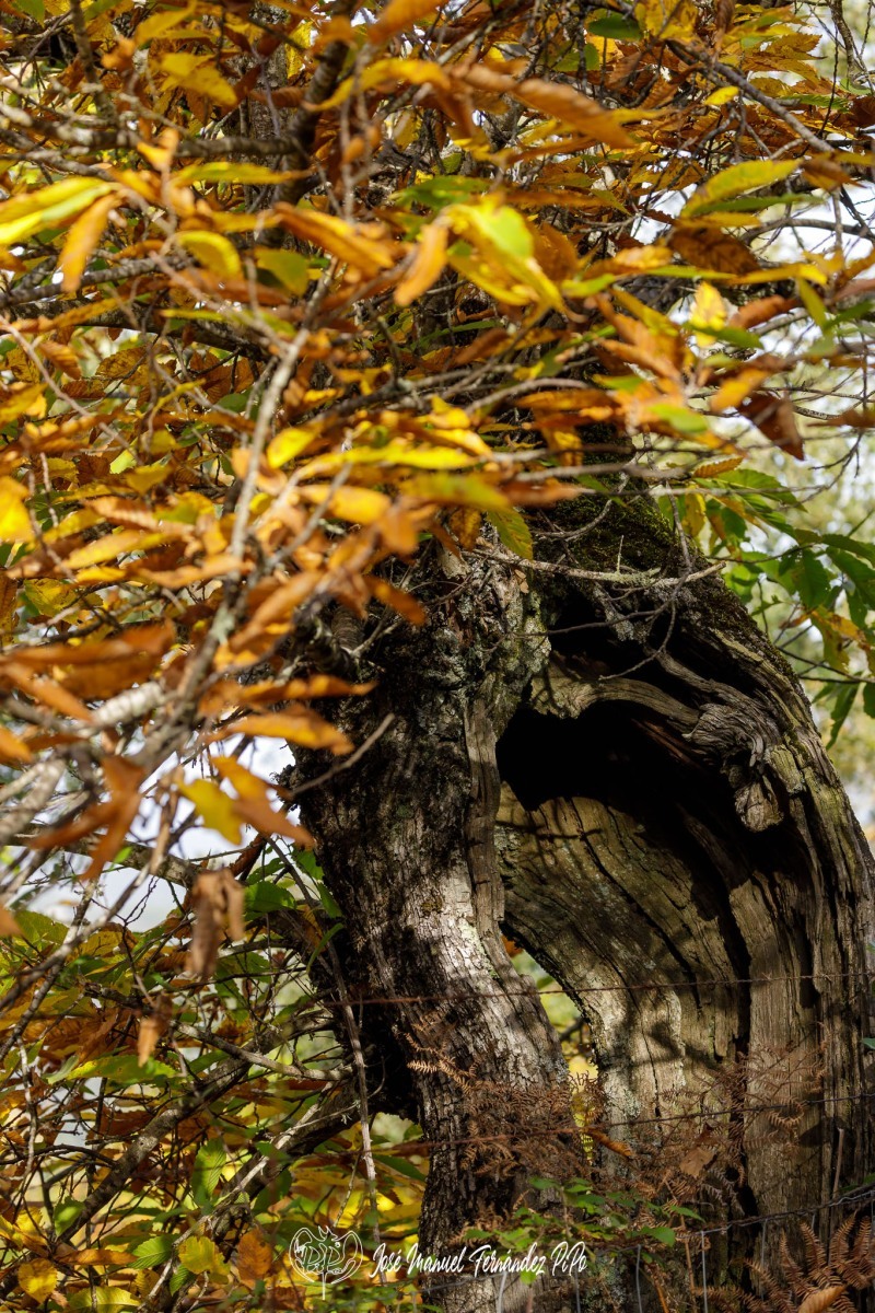 PiPo_732275-Erl