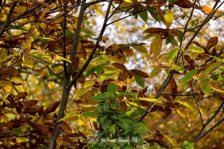 PiPo_732279-Erl