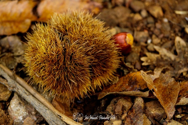 PiPo_732282-Erl