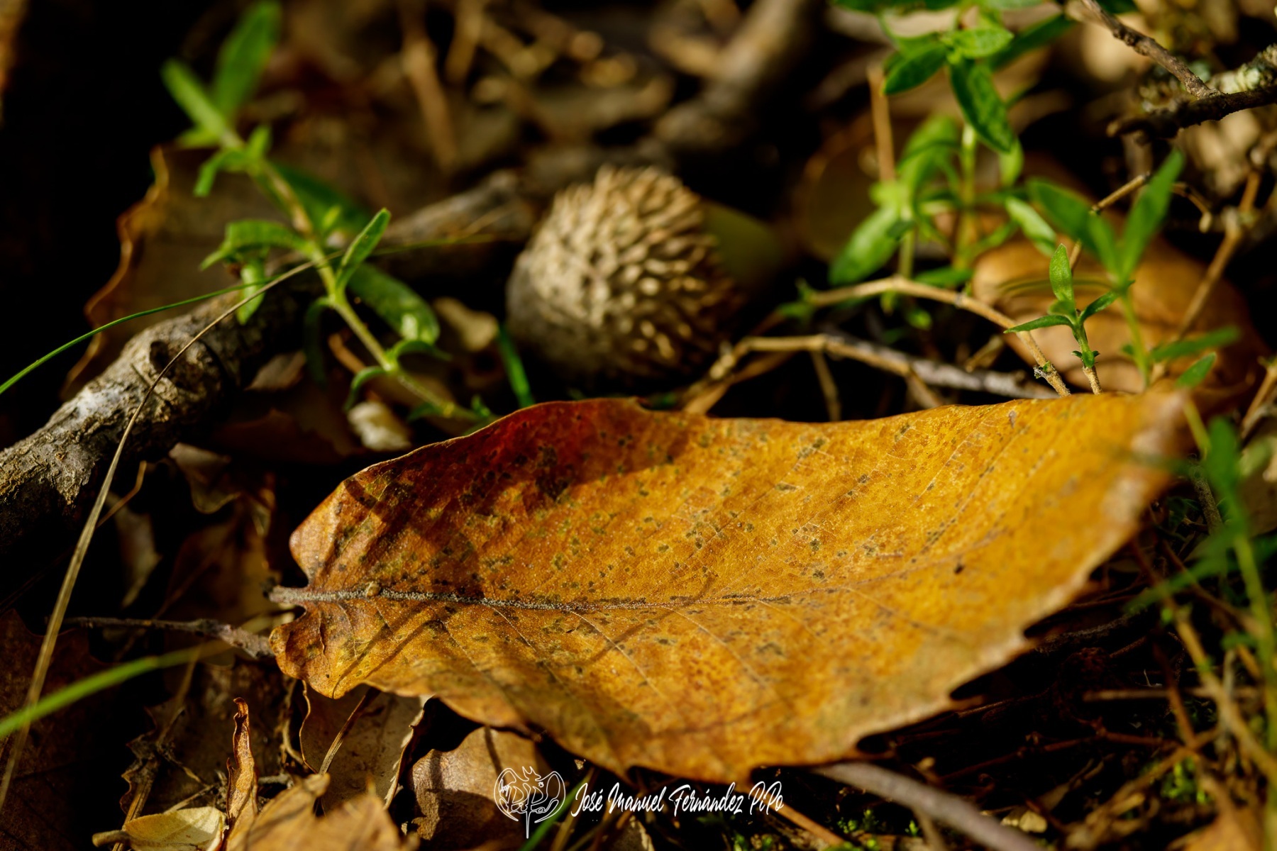 PiPo_732292-Erl