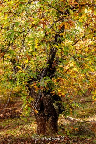 PiPo_732300-Erl