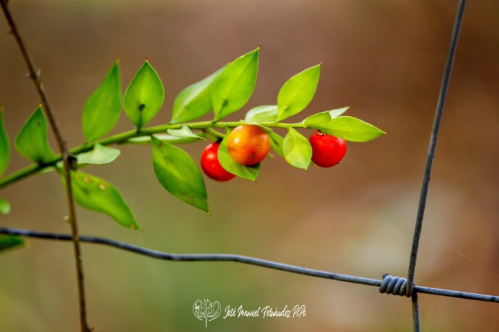 PiPo_732302-Erl
