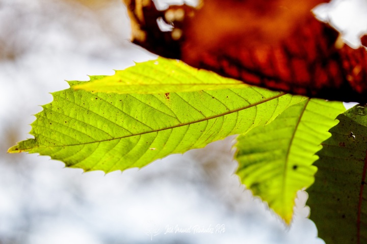 PiPo_732304-Erl