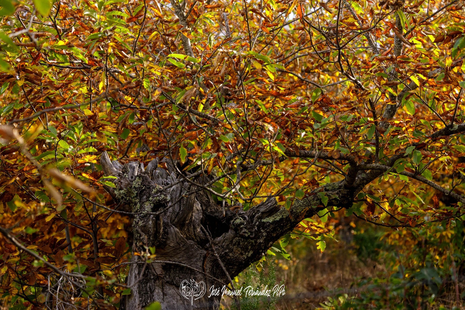 PiPo_732316-Erl