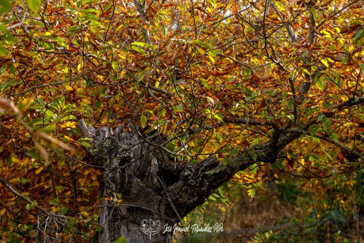 PiPo_732316-Erl