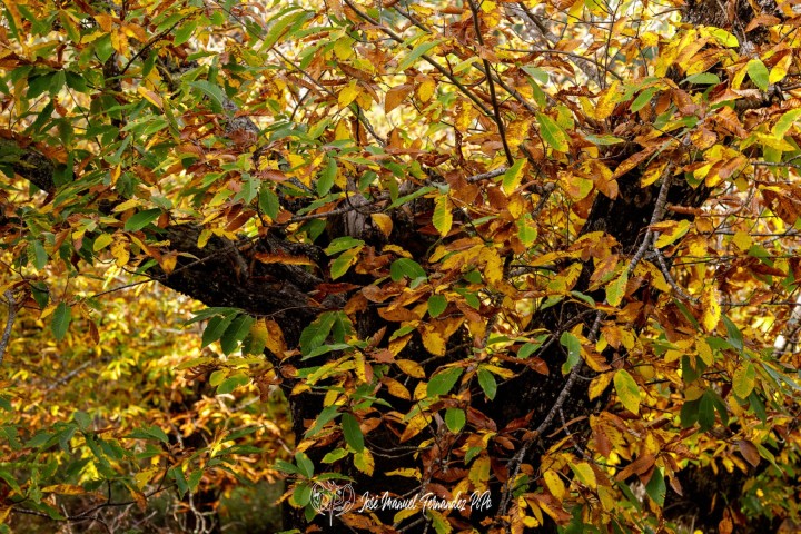 PiPo_732320-Erl