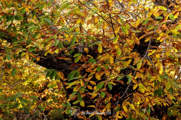 PiPo_732320-Erl