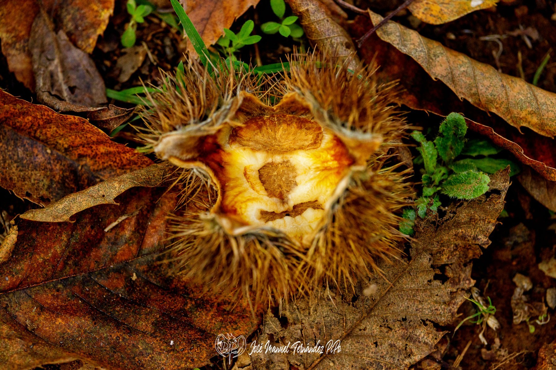 PiPo_732321-Erl