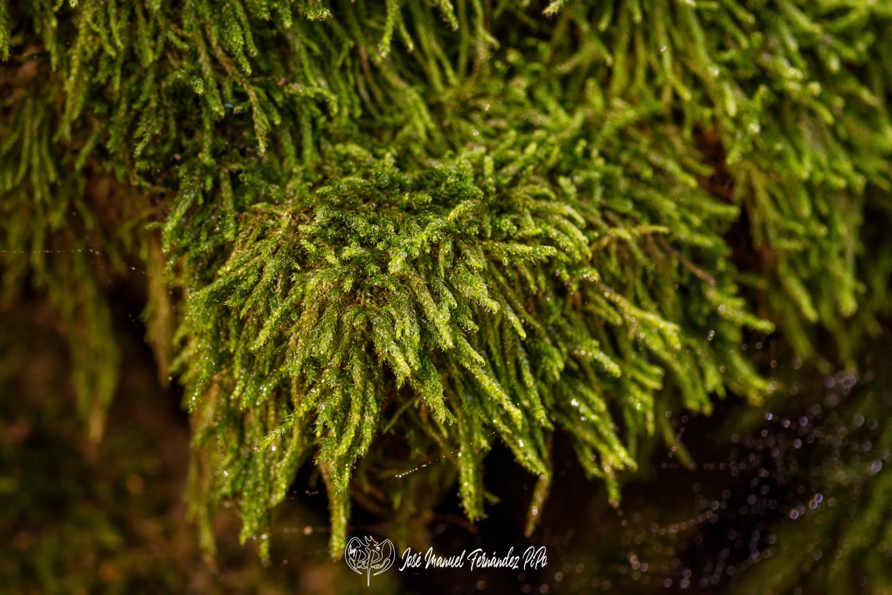 PiPo_732326-E-Erl