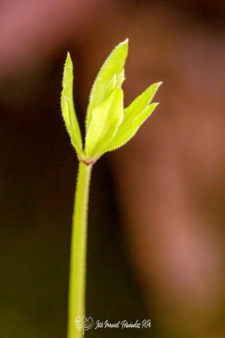 PiPo_732328-E-Erl