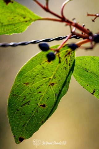 PiPo_732329-E-Erl