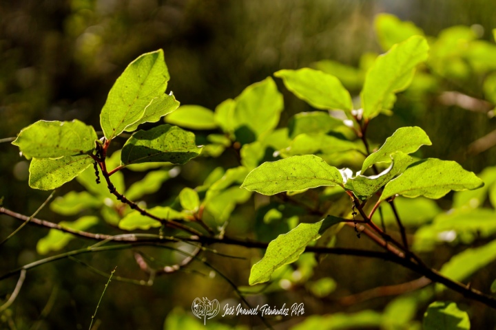 PiPo_732333-E-Erl