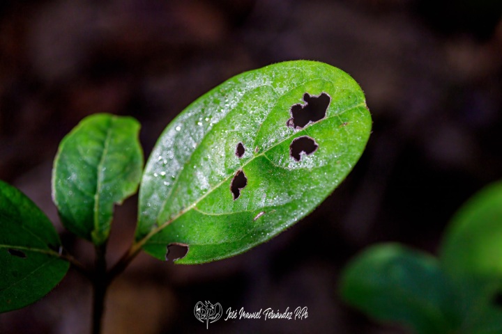 PiPo_732338-E-Erl