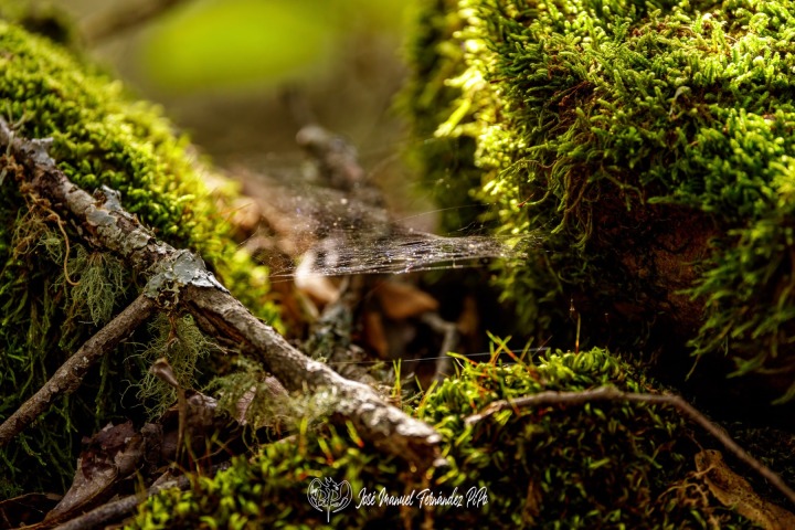 PiPo_732341-E-Erl