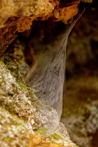 PiPo_732343-E-Erl