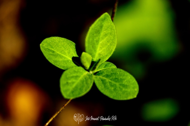 PiPo_732346-E-Erl