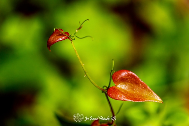 PiPo_732347-E-Erl