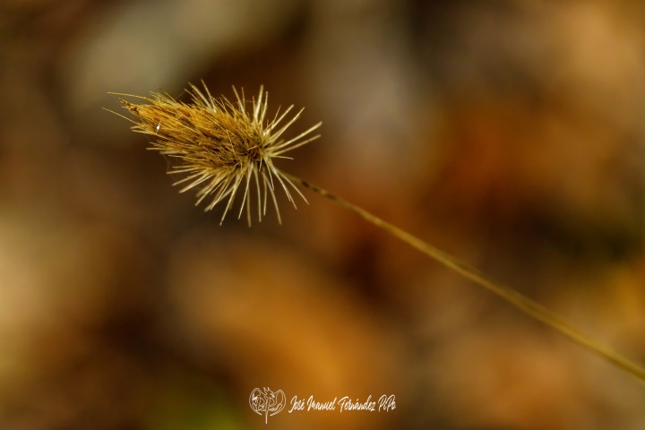 PiPo_732352-E-Erl