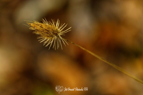 PiPo_732352-E-Erl