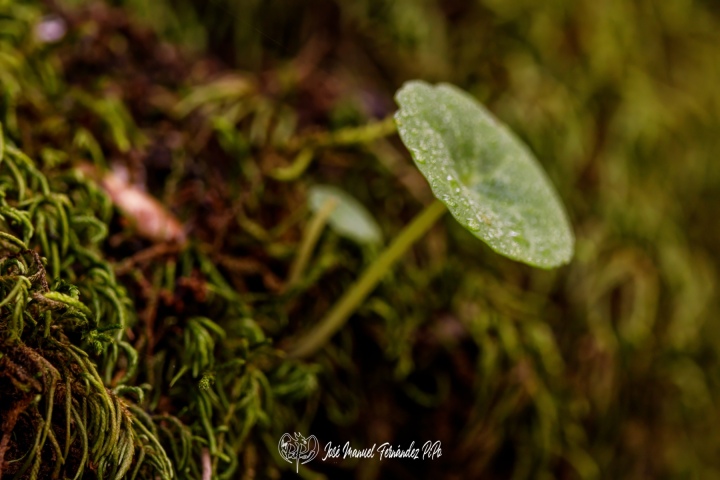 PiPo_732353-E-Erl
