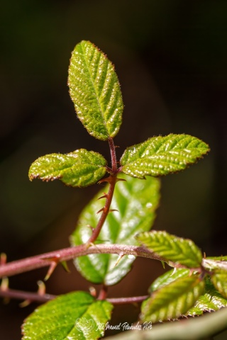 PiPo_732356-E-Erl