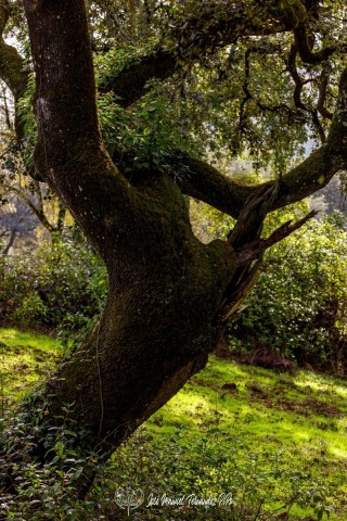 PiPo_732362-E-Erl