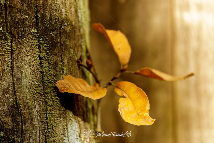 PiPo_732447-E-Erl