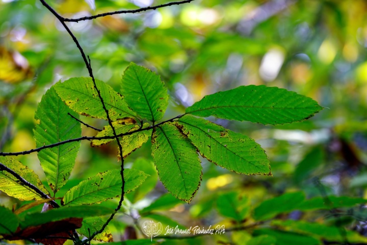 PiPo_732454-E-Erl