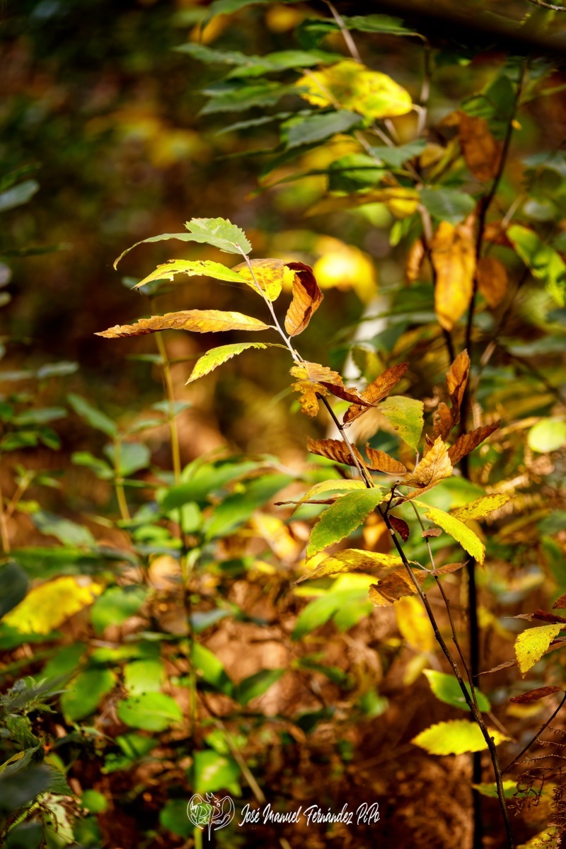 PiPo_732458-E-Erl