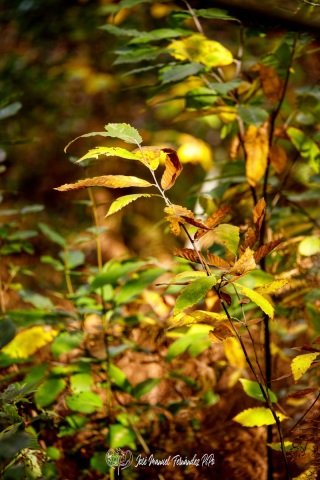 PiPo_732458-E-Erl