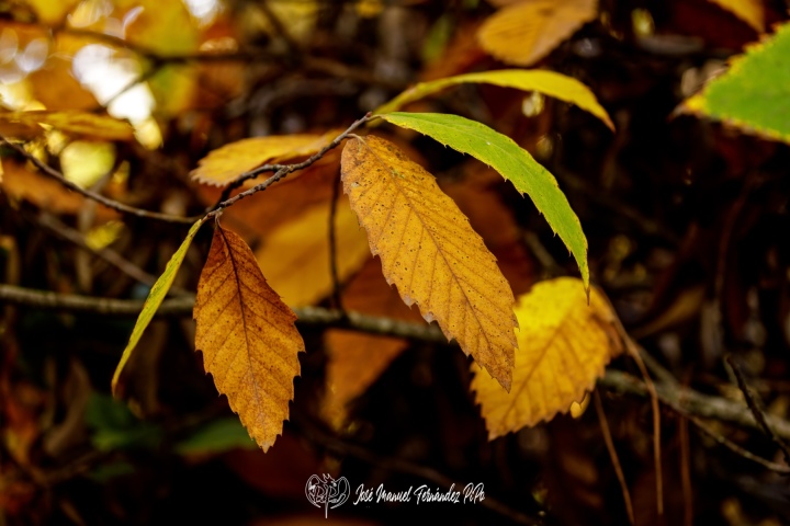PiPo_732461-E-Erl