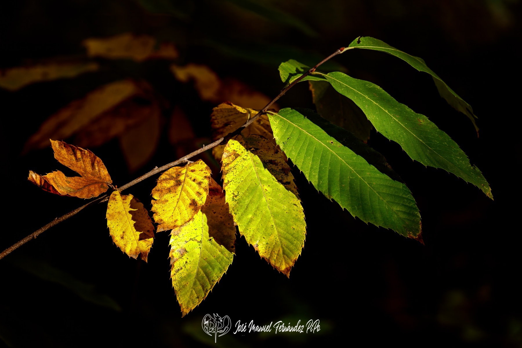 PiPo_732462-E-Erl