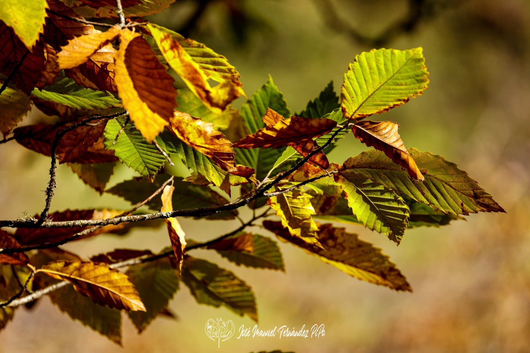 PiPo_732464-E-Erl