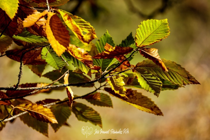 PiPo_732464-E-Erl