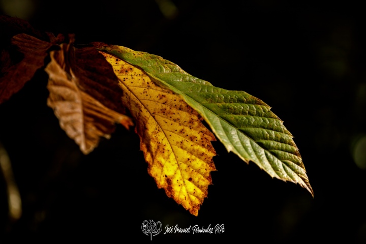 PiPo_732465-E-Erl