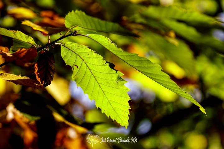 PiPo_732468-E-Erl