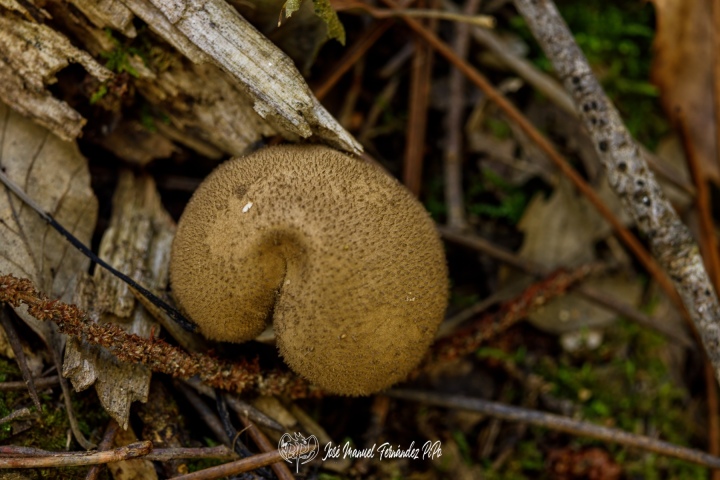 PiPo_732476-E-Erl